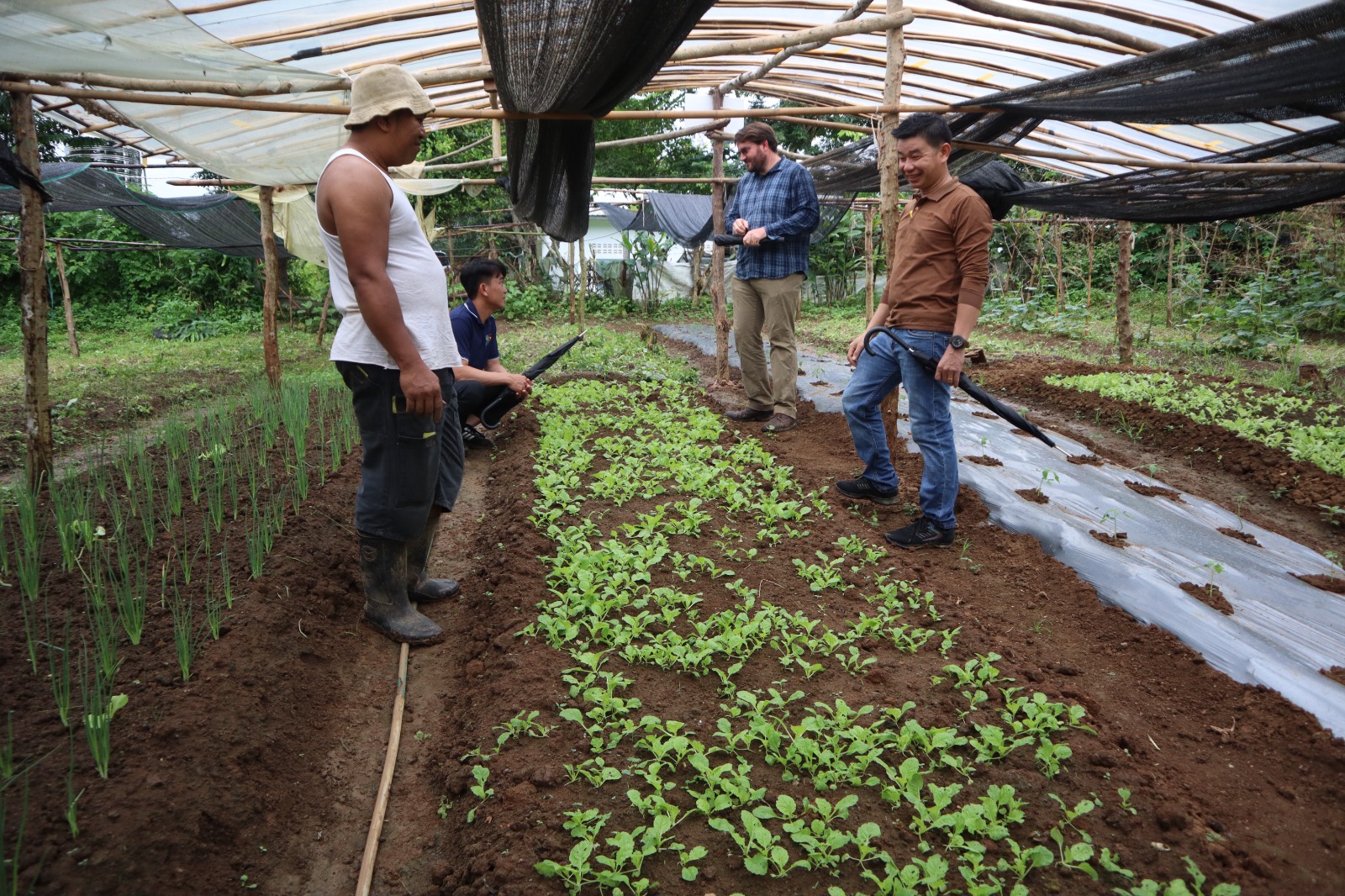 ການສໍາຫຼວດພື້ນທີ່ການຜະລິດເມັດພັນພືດຜັກໃນແຂວງຫຼວງພະບາງ